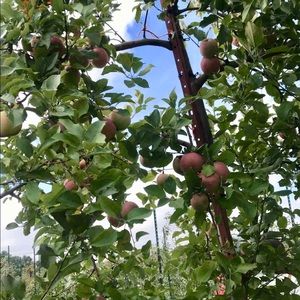 Meet your Posher, Alma